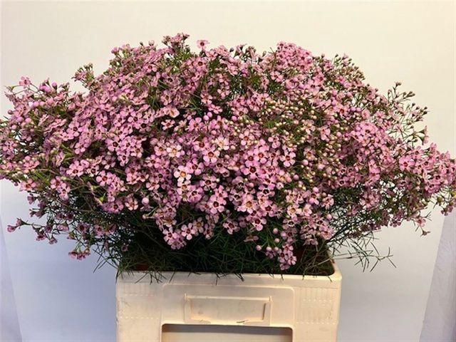 <h4>CHAME UN JUPITER SOL</h4>