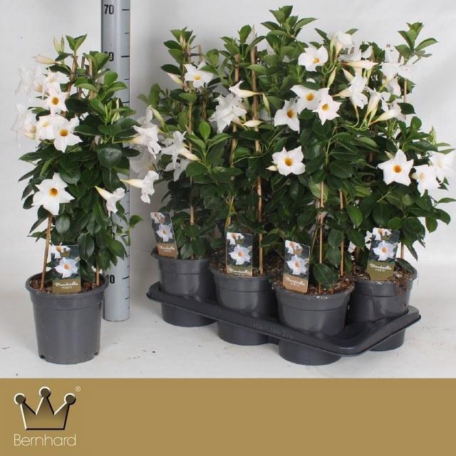 <h4>MANDE DI JADE WHITE</h4>