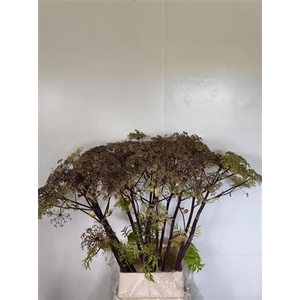 Angelica Gigas Pink Blush