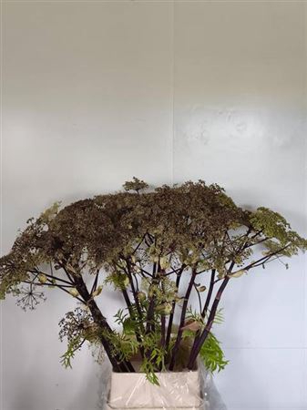 <h4>Angelica Gigas Pink Blush</h4>