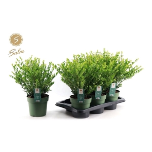 ILEX CRENATA JENNY
