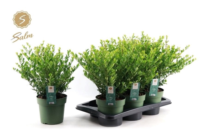 <h4>ILEX CRENATA JENNY</h4>