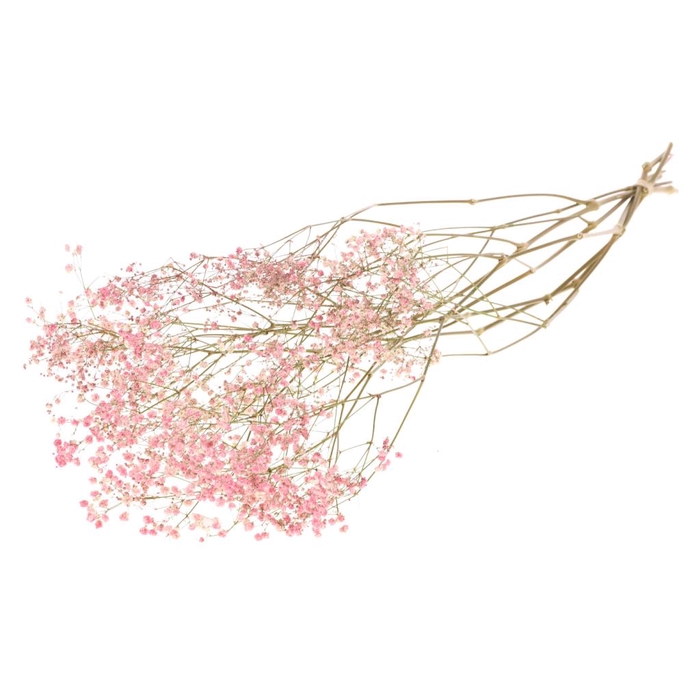 <h4>Gypsophila Pink</h4>