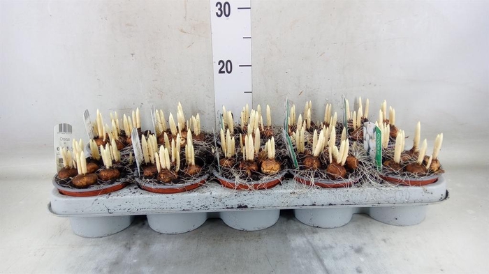 <h4>Crocus vernus 'Jeanne d'Arc'</h4>