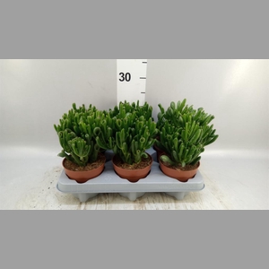 Crassula ovata 'Gollum'