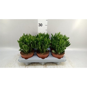 Crassula ovata 'Gollum'