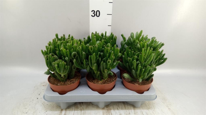 <h4>Crassula ovata 'Gollum'</h4>