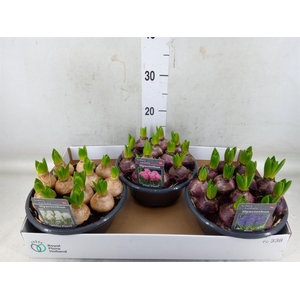 Hyacinthus orie.   ...mix 3