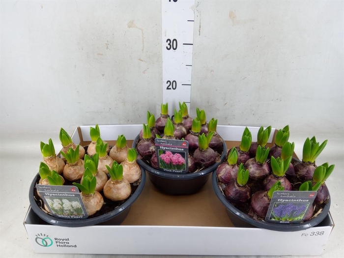 <h4>Hyacinthus orie.   ...mix 3</h4>