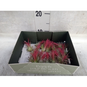 Tillandsia