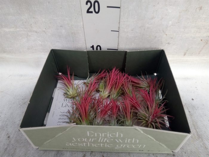 <h4>Tillandsia</h4>