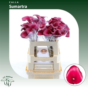 Calla Sumatra