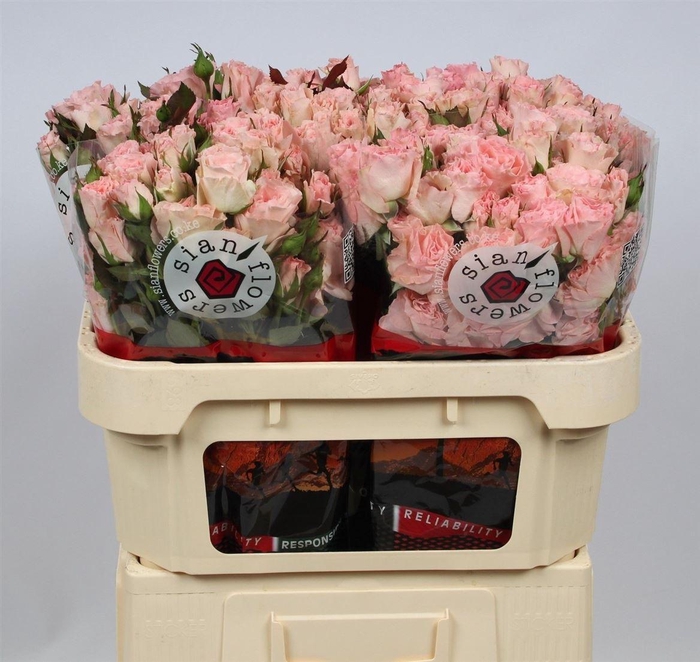 <h4>R Tr Constellation New!!</h4>