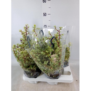 Portulacaria afra 'Variegata'