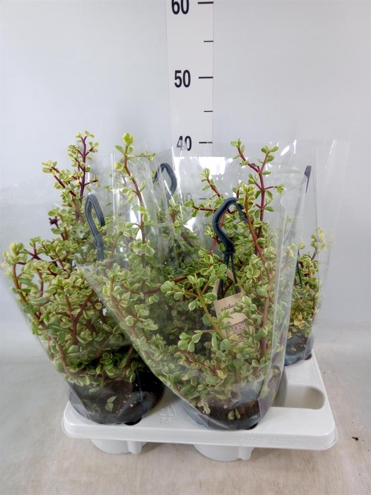 <h4>Portulacaria afra 'Variegata'</h4>