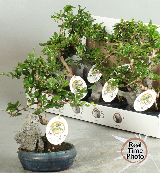 <h4>BONSAI GEM</h4>
