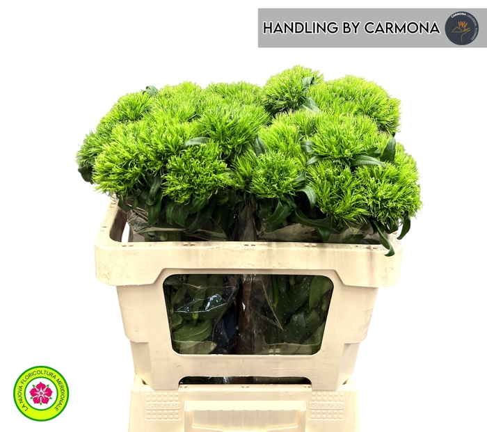 <h4>DI BARB KIWI MELLOW</h4>