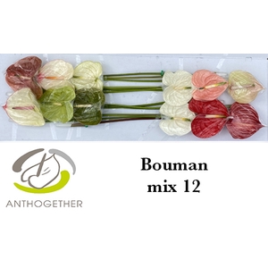 ANTH A BOUMAN MIX 12