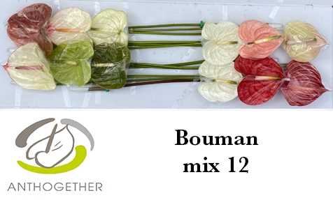 <h4>ANTH A BOUMAN MIX 12</h4>