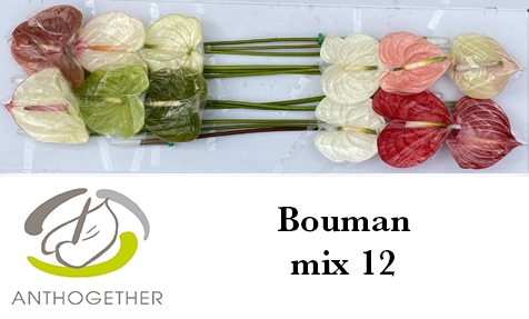 ANTH A BOUMAN MIX 12