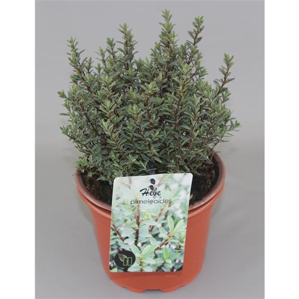 <h4>Hebe pimeleoides C2</h4>