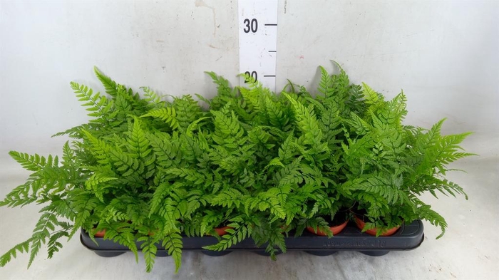 <h4>Athyrium   ...</h4>