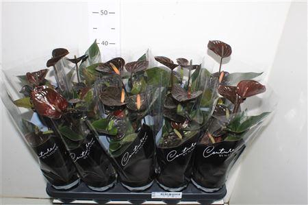 <h4>Anthu Black Love 4+</h4>