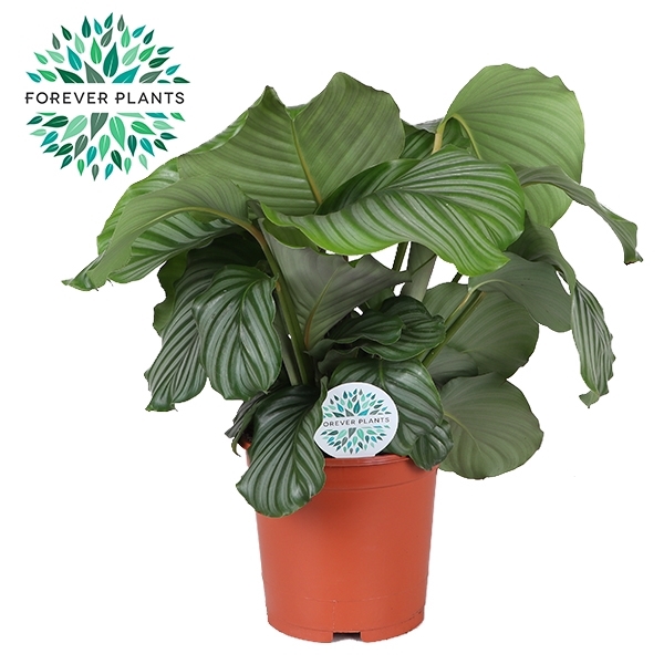 Calathea Orbifolia p21