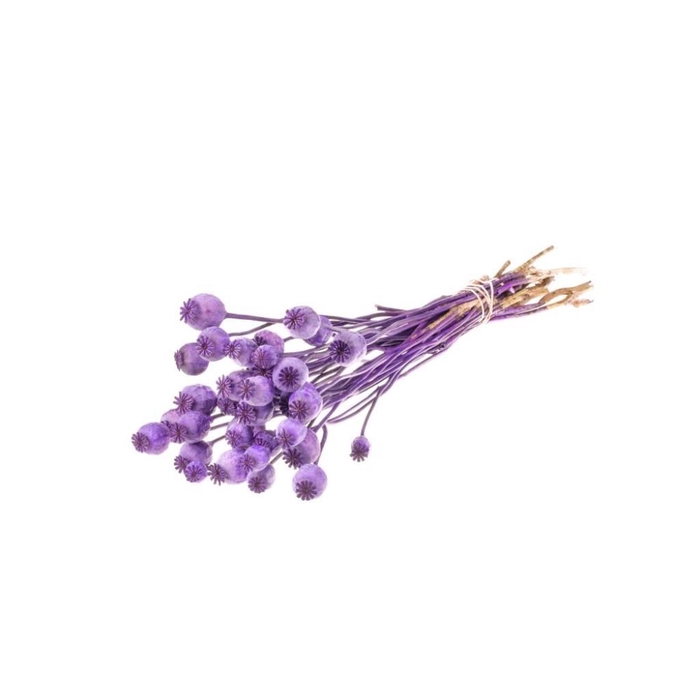 <h4>Papaver purple</h4>