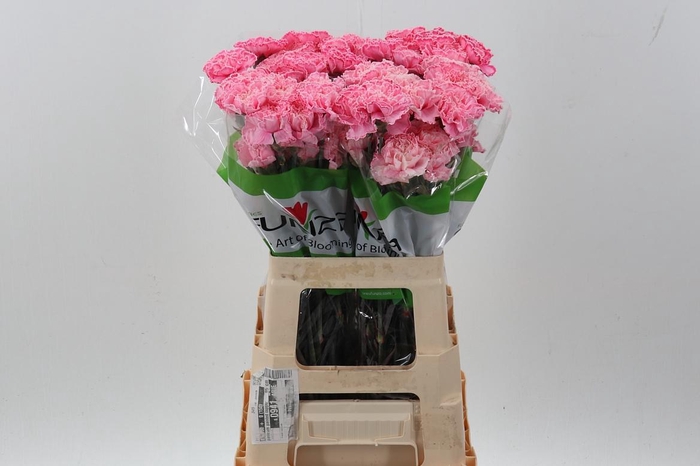 <h4>Di St Tinted Hot Pink</h4>