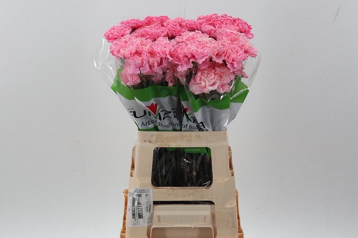 <h4>Di St Tinted Pastel Pink</h4>