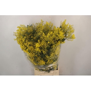 ACACIA BAILEYA BL BS