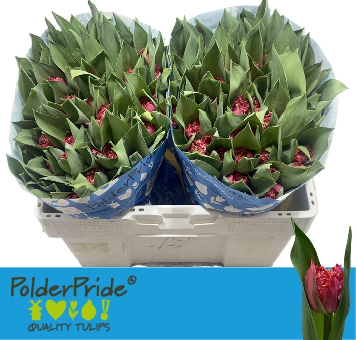 <h4>Tu Fr La Mour</h4>