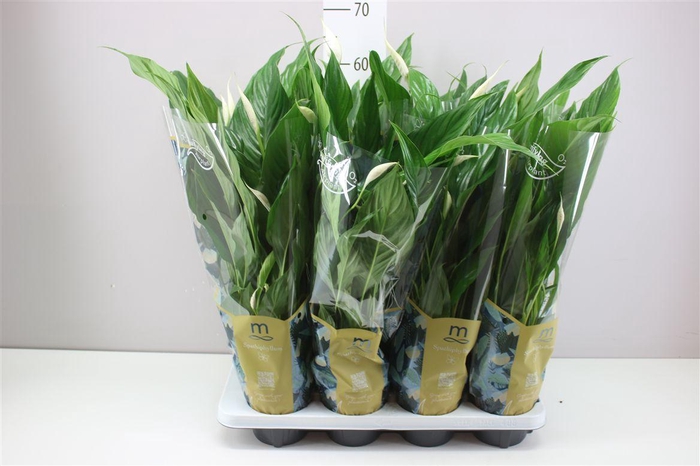 <h4>Spathiphyllum Sweet Benito</h4>
