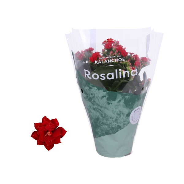 <h4>Kalanchoe Rosalina 12cm Don Justino rood</h4>