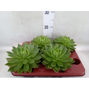 Echeveria agavoides