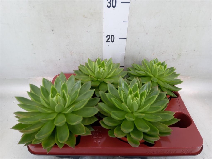 <h4>Echeveria agavoides</h4>