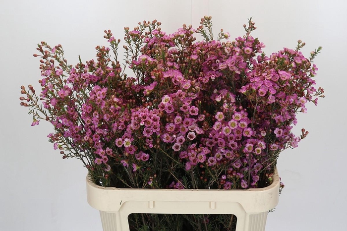 <h4>Chamelaucium Adi</h4>