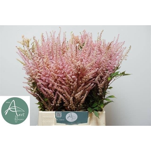 ASTIL C ROMANZE