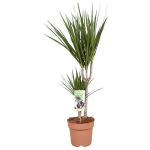 Dracaena Marginata
