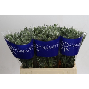 Eryngium Silver Dynamite