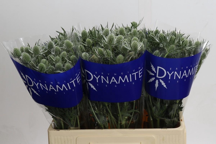 <h4>Eryngium Silver Dynamite</h4>