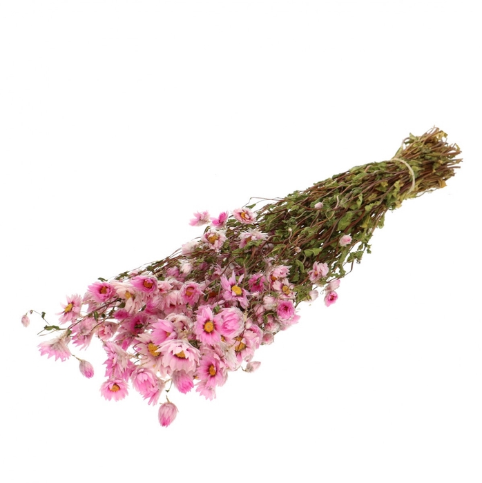 Droogbloem Rhodante 50cm 60g