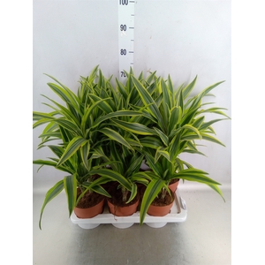 Dracaena fr de 'LemonLime'