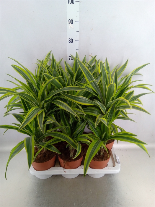 Dracaena fr de 'LemonLime'