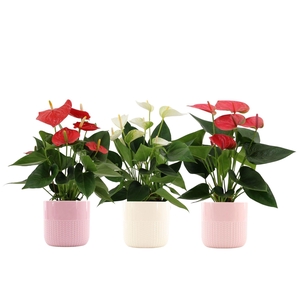 Anthurium 12 cm 3 color mix in Toulouse ceramics