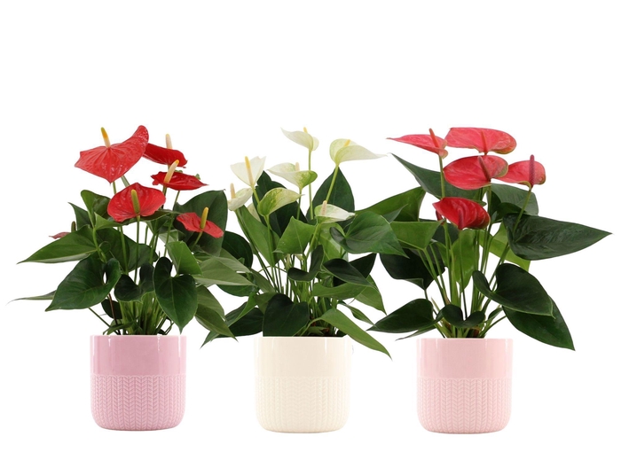 <h4>Anthurium 3 color mix in Toulouse ceramics</h4>