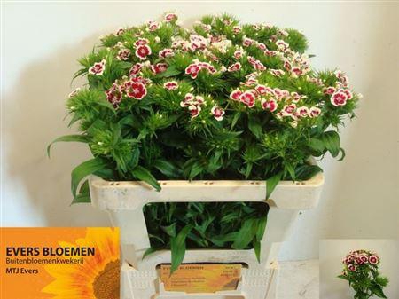 <h4>Di Barb B Rood Wit</h4>