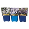 Agapanthus