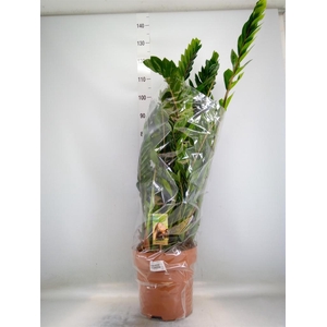 Zamioculcas zamiifolia